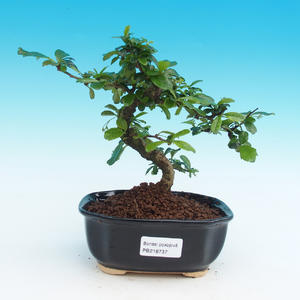 Pokojová bonsai - Pepřovník PB216737