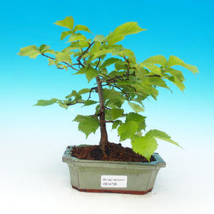 Pokojová bonsai - Pepřovník PB216738