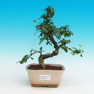 Pokojová bonsai - Carmona macrophylla PB216740