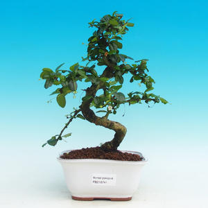 Pokojová bonsai - Carmona macrophylla PB216741