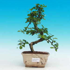 Pokojová bonsai - Carmona macrophylla PB216742