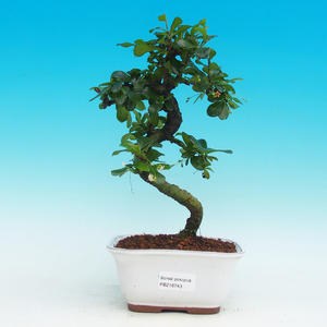 Pokojová bonsai - Carmona macrophylla PB216743