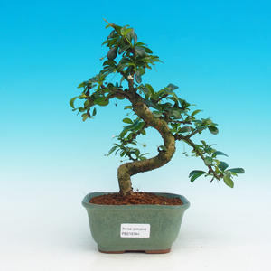 Pokojová bonsai - Carmona macrophylla PB216744