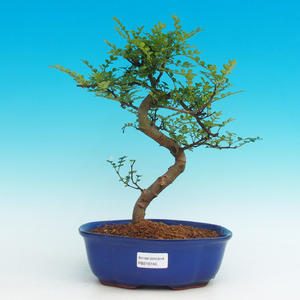 Pokojová bonsai -Pepřovník PB216746