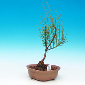 Pokojová bonsai -Pepřovník PB216747