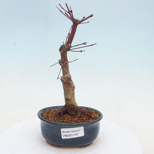 Keramická bonsai miska - Pálená na dřevě