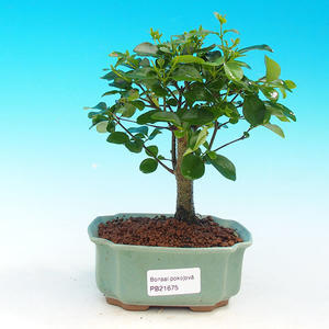Pokojová bonsai -Ligustrum chinensis - Ptačí zob PB216675