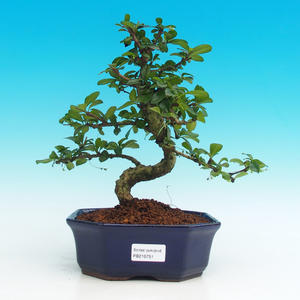 Pokojová bonsai - Carmona macrophylla PB216751