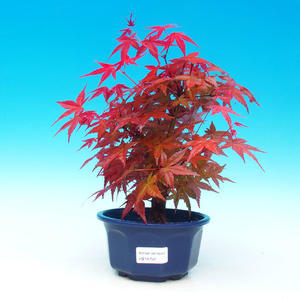 Pokojová bonsai - Carmona macrophylla PB216752