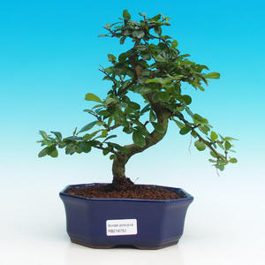 Pokojová bonsai - Carmona macrophylla PB216755