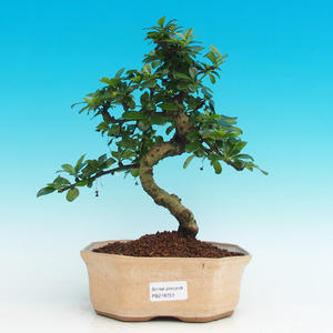 Pokojová bonsai - Carmona macrophylla PB216753