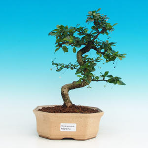 Pokojová bonsai - Carmona macrophylla PB216754