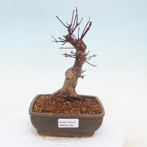 Keramická bonsai miska - Pálená na dřevě