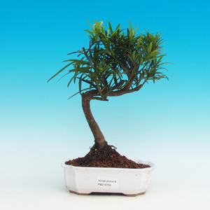 Pokojová bonsai-Podocarpus- kamenný tis PB216759