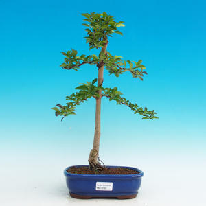 Pokojová bonsai - Duranta PB216762
