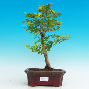 Pokojová bonsai - Duranta PB216763