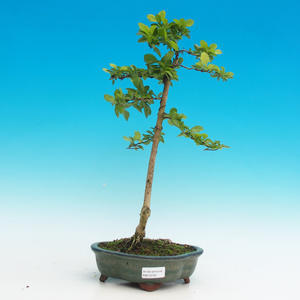 Pokojová bonsai - Duranta PB216764