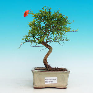Pokojová bonsai-Granátové jablko PB216766