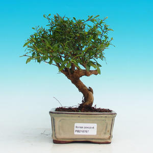 Pokojová bonsai-Granátové jablko PB216767