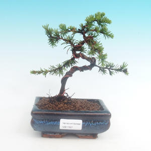 Venkovní bonsai - Cedrus libani Braviofolia