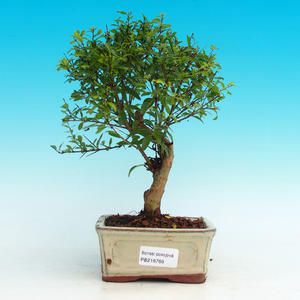Pokojová bonsai-Granátové jablko PB216768