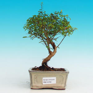 Pokojová bonsai-Granátové jablko PB216769