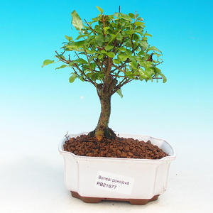 Pokojová bonsai -Ligustrum chinensis - Ptačí zob PB216677