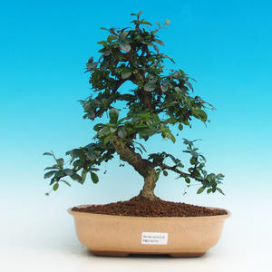 Pokojová bonsai - Carmona macrophylla PB216770
