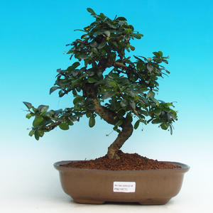 Pokojová bonsai - Carmona macrophylla PB216772