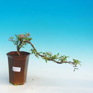 Pokojová bonsai - Barbdorská třešeň PB216774