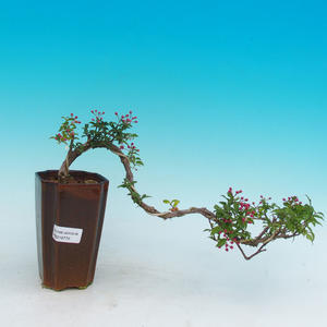 Pokojová bonsai - Barbdorská třešeň PB216776