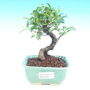Pokojová bonsai Pistácie PB216778