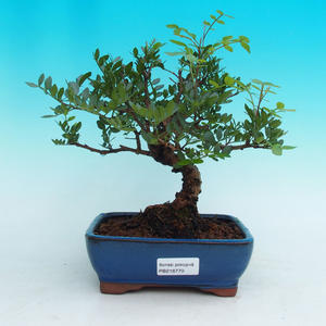 Pokojová bonsai Pistácie PB216779