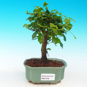 Pokojová bonsai -Ligustrum chinensis - Ptačí zob PB216678