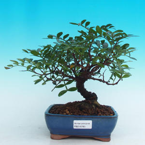 Pokojová bonsai Pistácie PB216780