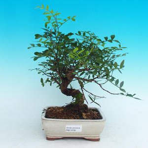 Pokojová bonsai Pistácie PB216782