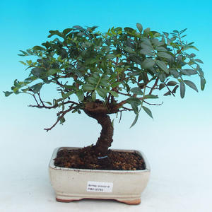Pokojová bonsai Pistácie PB216783