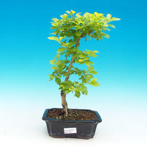 Pokojová bonsai -Australská třešeň PB216784