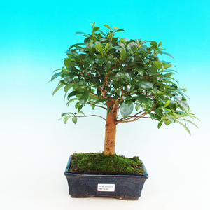 Pokojová bonsai -Australská třešeň PB216785