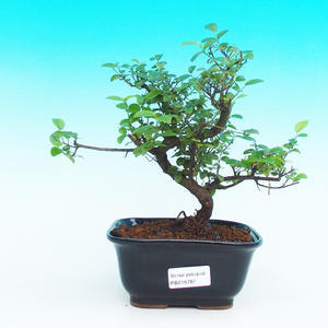 Pokojová bonsai - Sagerécie čajová PB216787
