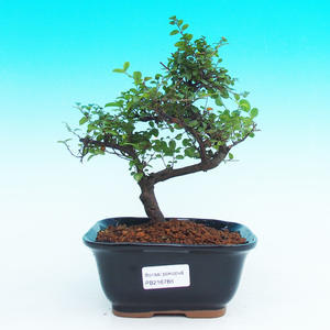 Pokojová bonsai - Sagerécie čajová PB216788