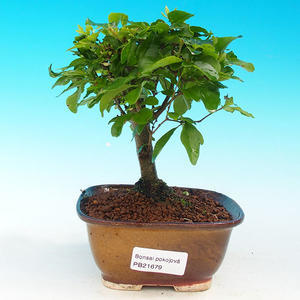 Pokojová bonsai -Ligustrum chinensis - Ptačí zob PB216679