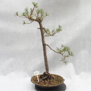 Venkovní bonsai -Borovice lesní - Pinus sylvestris