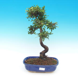 Pokojová bonsai -Ligustrum chinensis - Ptačí zob PB216680