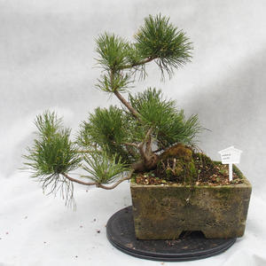 Venkovní bonsai -Borovice kleč - Pinus Mugo