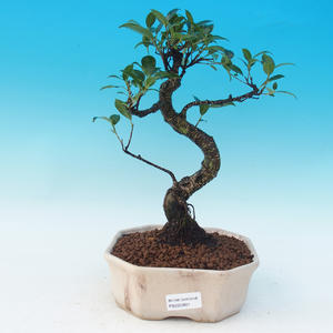 Pokojová bonsai - Ficus retusa -  Malolistý fíkus