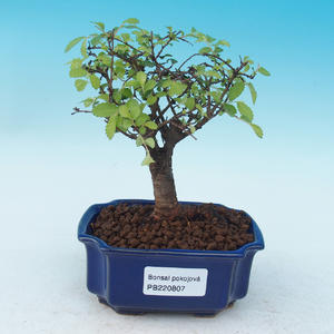 Pokojová bonsai-Ulmus Parvifolia-Malolistý jilm