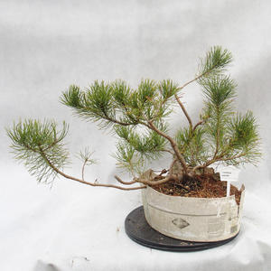 Venkovní bonsai -Borovice kleč - Pinus Mugo