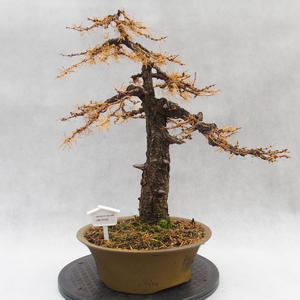 Venkovní bonsai -Modřín opadavý- Larix decidua