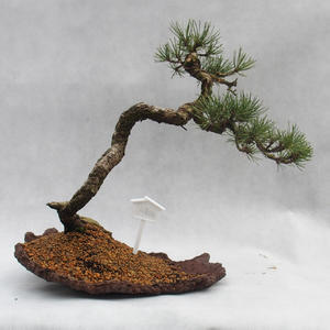 Venkovní bonsai -Borovice blatka - Pinus uncinata